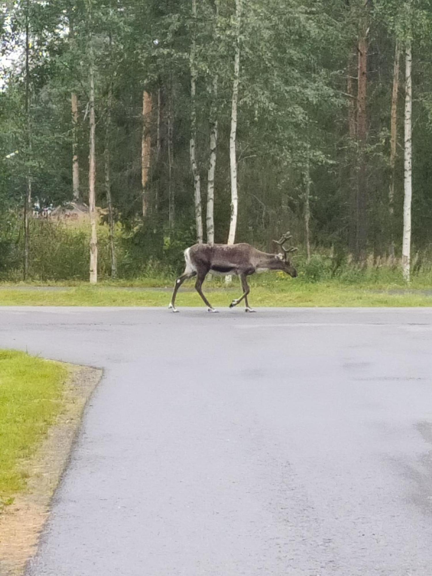 Reindeer Route *